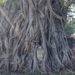 Buddha im Baum