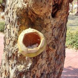 Kokosnuss mit Inhalt