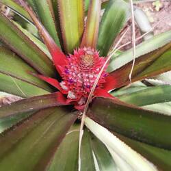 Das wird mal eine Ananas