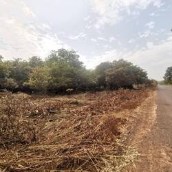 Es geht an vielen Cashewbaum-Plantagen vorbei