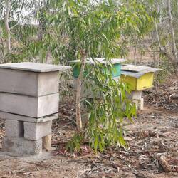 Die Bienenstöcke von Bobakar