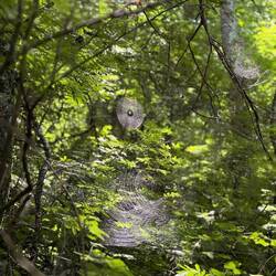 Welcome to the spider hood