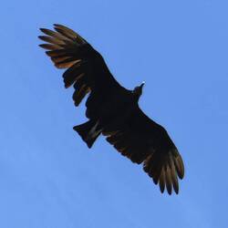 I was told this is a vulture.