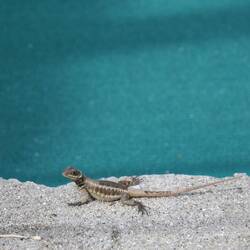 The little fella had got some trail on him.