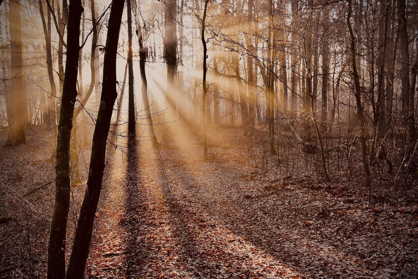 Voigsdorfer Wald // ISO 16000, 42 mm, f 8, 1/1000 s