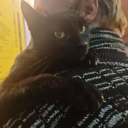 Котю зовут Читка