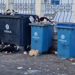 Gut, dass man das Bild nicht riechen kann