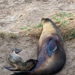 Galápagos-Seelöwen/bären