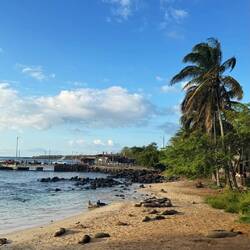 Galápagos-Seelöwen/bären