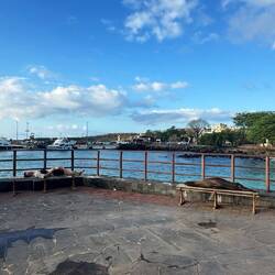 Galápagos-Seelöwen/bären