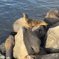 Galápagos-Seelöwen/bären