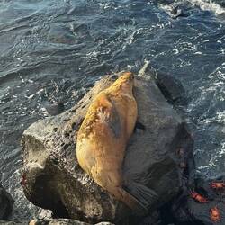 Galápagos-Seelöwe/bär