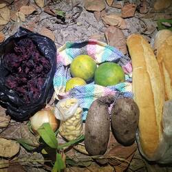 Mein Essensvorrat: Die mir unbekannte gelblich weiße Frucht wird wie ein Bonbon gelutscht