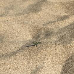 Ein bisschen Vegetation im Sand