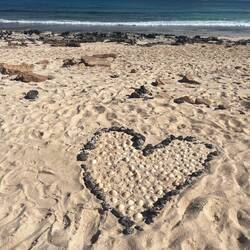 Fossilartige Muscheln