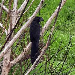 Smooth-billed Ani