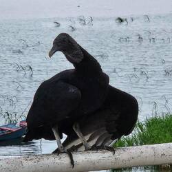Black Vulture. Very common in the cities, playing the same role that crows and gulls do at home.