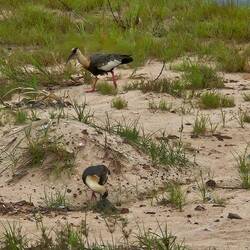 Buff-necked Ibis, lifer!