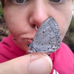 You want to be my Butterfly?