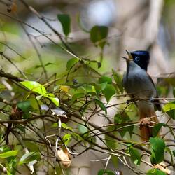 Maskarenen-Paradiesschnäpper