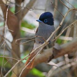 Maskarenen-Paradiesschnäpper
