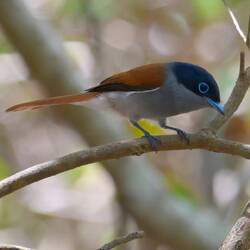 Maskarenen-Paradiesschnäpper