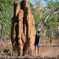 Termite Mountain