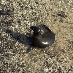 Galápagos-Seelöwe/bär