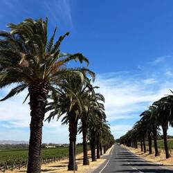 Weingärten und Palmen - stunning!