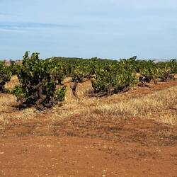 Ursprünglich gewachsen und nicht zugeschnittene alte Weinreben!