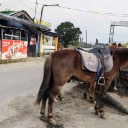 Das ist einzige Ort auf Sri Lanka, wo man reiten kann