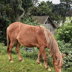 Wobei die Ponys hier auch gern frei umher laufen dürfen