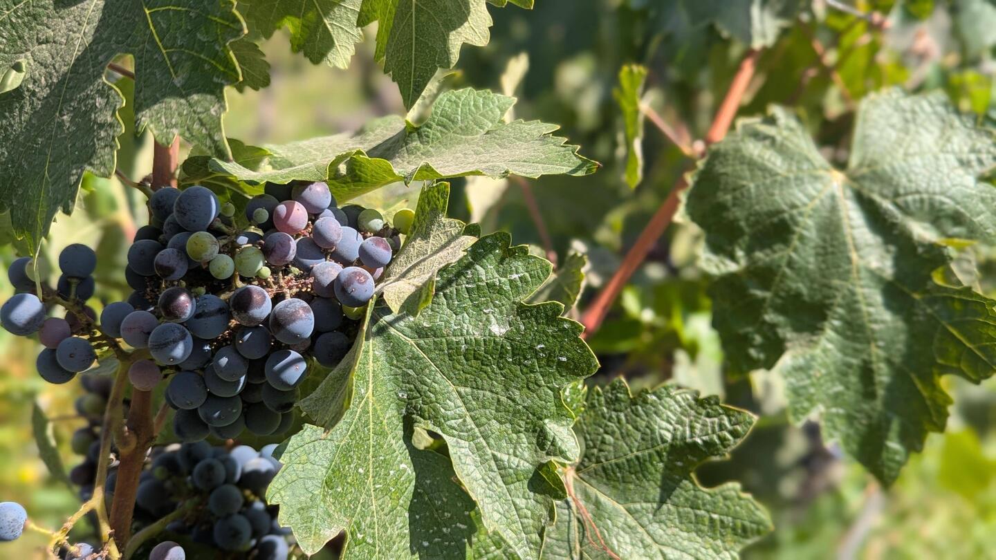 Cab or Carmenere? I forget.