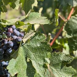 Cab or Carmenere? I forget.