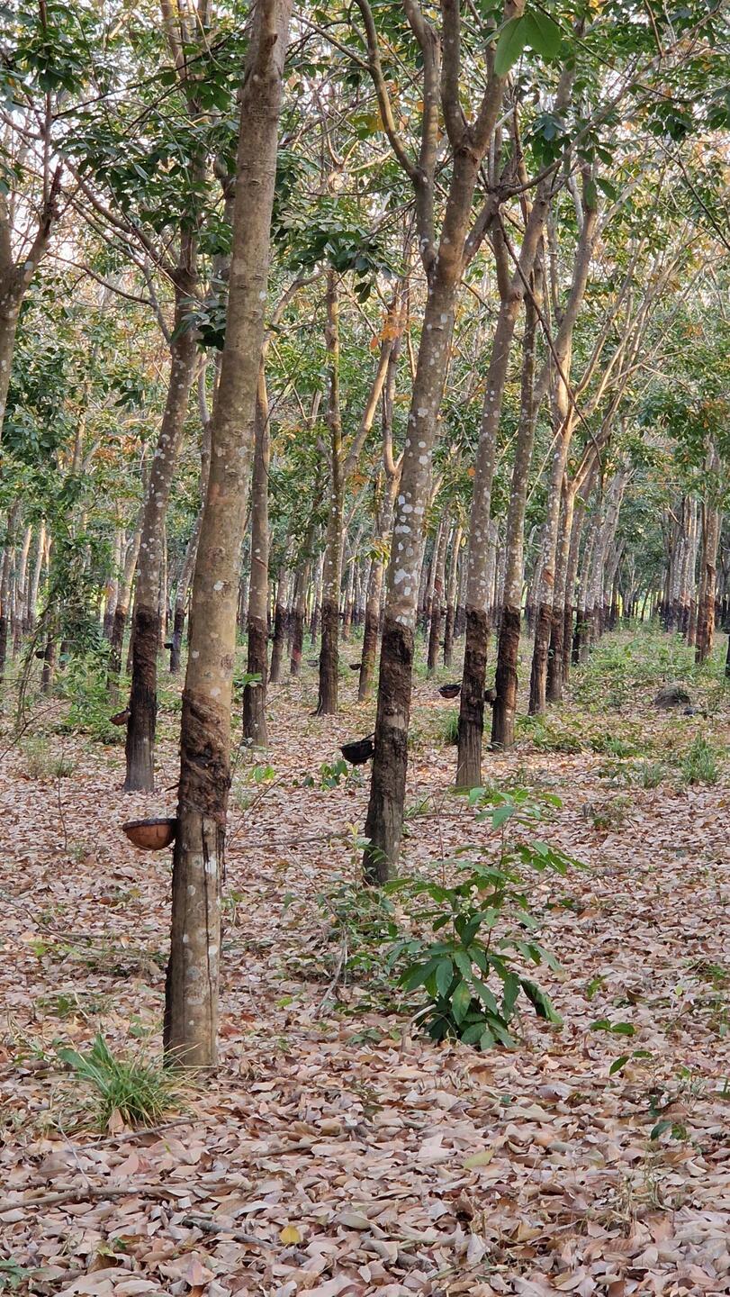 Auch Gummibäume genannt.