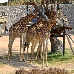 Giraffen für Pseudosafari