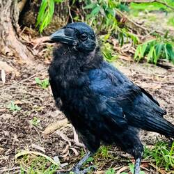 Meine persönlichen Geier...