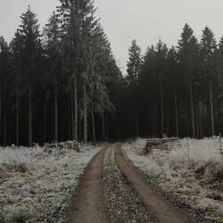 Ab zur Wildschwein -Safari