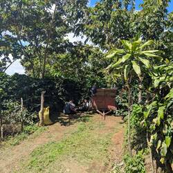Note the boys taking a rest from coffee picking
