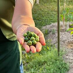 These little guys are Thai eggplant