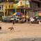 Dogs going indiscriminately crazy