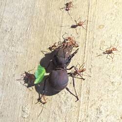 Drottningmyran är riktigt stor!