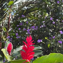 Överallt frodig djungel med mycket blommor.