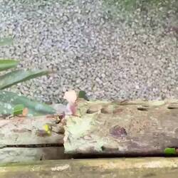 Bladskärarmyror i arbete!