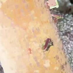 Bladen transporteras hem till boet där andra myror tuggar sönder bladen och gör en svamp av dessa.