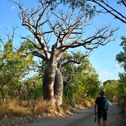 Boab tree