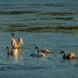 Seven swans-a-swimmin' ... though only six of them made it into the frame — Vukovar , Croatia.