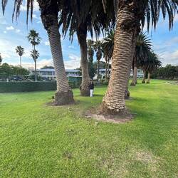 Kleine Jutta unter großen Palmen 🌴