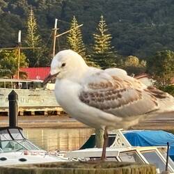 Erkenntnis des Tages: Möwen fliegen nicht so schnell weg wie Schafe