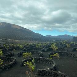 Spannender Weinanbau